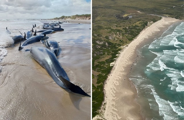 Es war die erste Strandung dieser Spezies seit 50 Jahren.  | Foto: Supplied/DEPARTMENT OF NATURAL RESOURCES AND ENVIRONMENT TASMANIA/AAP/dpa