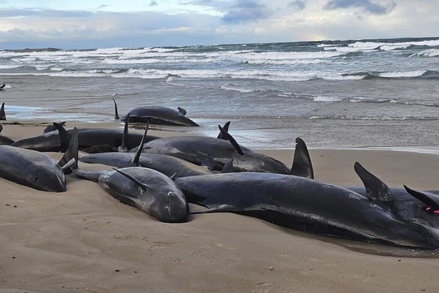 In Tasmanien liegen Schwertwale am Strand  | Foto: Jocelyn Flint (dpa)