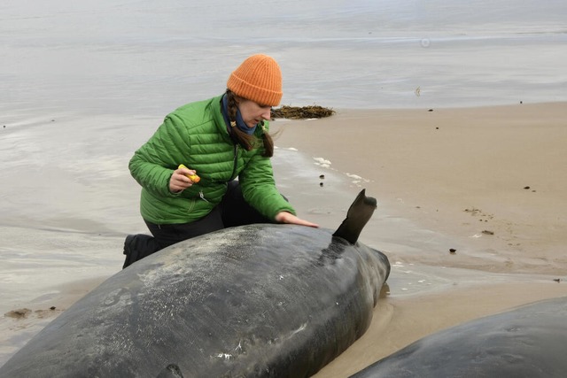 Fr die Tiere gibt es kaum Hoffnung.  | Foto: Uncredited (dpa)