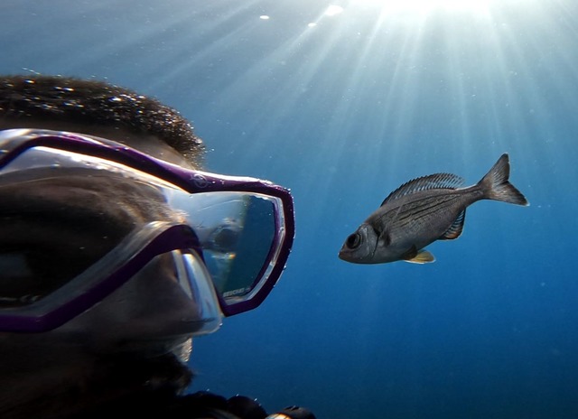 Gibt es Leckereien zu holen, folgen manche Fische Tauchern hartn&auml;ckig.  | Foto: -/Ma&euml;lan Tomasek/dpa