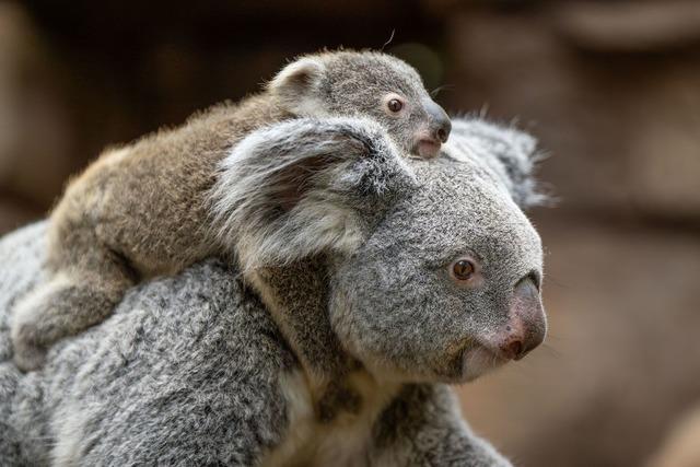 Stuttgarter Zoo verrät Geschlecht des Koala-Nachwuchses