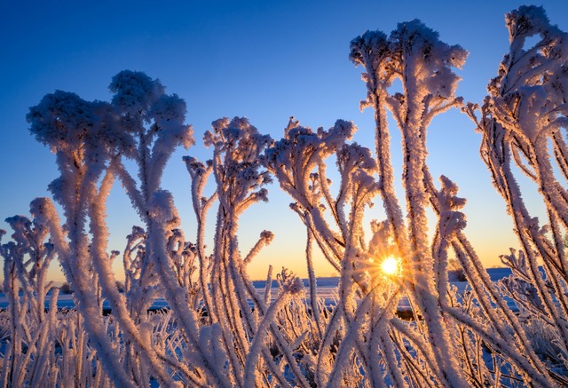 Mit Raureif &uuml;berzogen stehen Pflanzen bei Sonnenaufgang im Oderbruch.  | Foto: Patrick Pleul/dpa