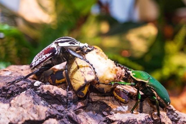 Der Zoo Basel zeigt seltene Goliathkfer, die bis zu elf Zentimeter lang werden knnen