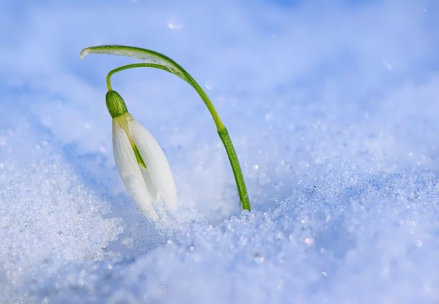 Ein winterhartes Schneeglckchen.  | Foto: Patrick Pleul (dpa)