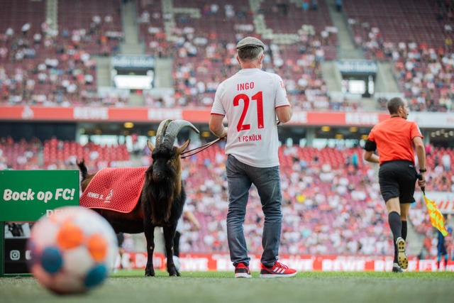 Hennes IX. ist das lebende Maskottchen des 1. FC Kln.  | Foto: Rolf Vennenbernd (dpa)