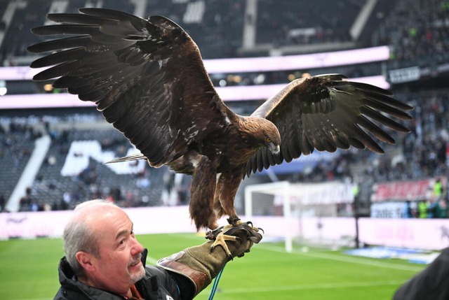 Steinadler Attila ist schon 20 Jahre a... seit 2006 durch Hhen- und Tiefflge.  | Foto: Arne Dedert (dpa)