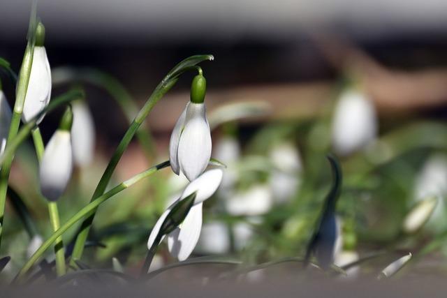 Kommt jetzt der Frühling?