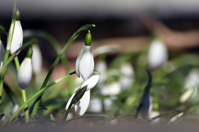 Schneegl&ouml;ckchen bl&uuml;hen in einem Garten.  | Foto: Federico Gambarini/dpa