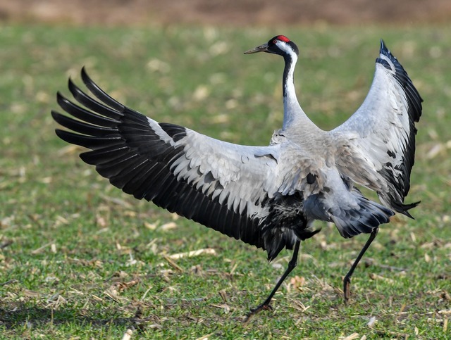 Ein Spektakel f&uuml;r Naturfreunde: Der Tanz der Kraniche  | Foto: Patrick Pleul/dpa