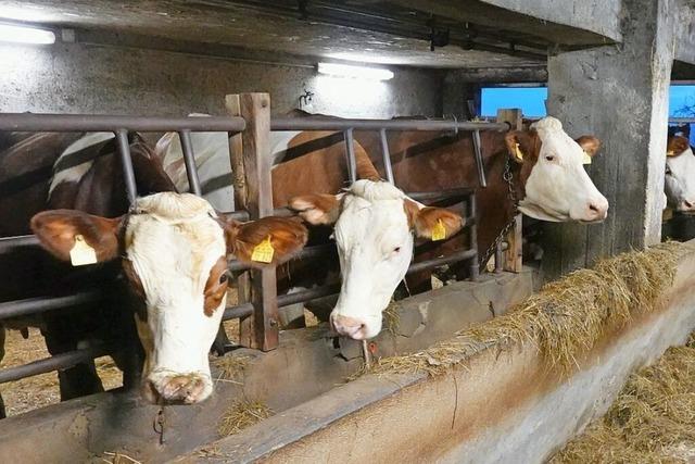 Milch und Fleisch vom Hotzenwald erzielen gute Preise