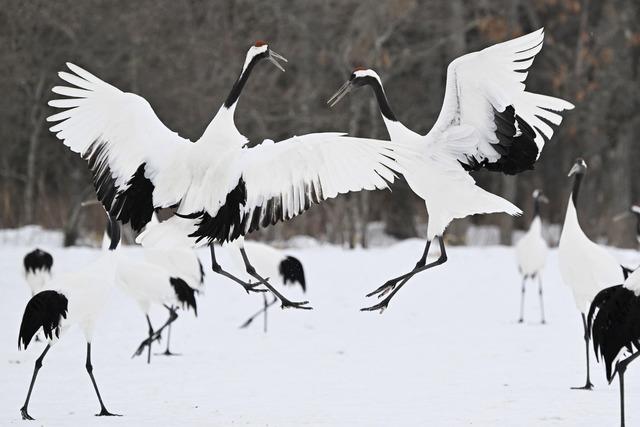 Über 20 Tote durch Schneefälle in Japan seit Anfang Februar