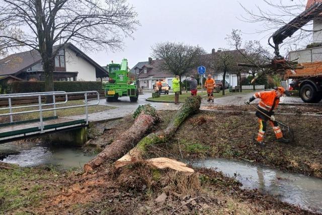 Mit der alten Erle am Hertener Mattenbach verschwindet ein Stck Ortsgeschichte