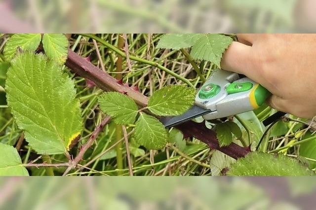 Wuchernde Hecken knnen Gefahr darstellen