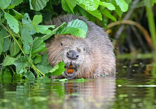 Der Nager sorgt fr groe Schden &#8211; auch im Hochschwarzwald.  | Foto: Patrick Pleul (dpa)