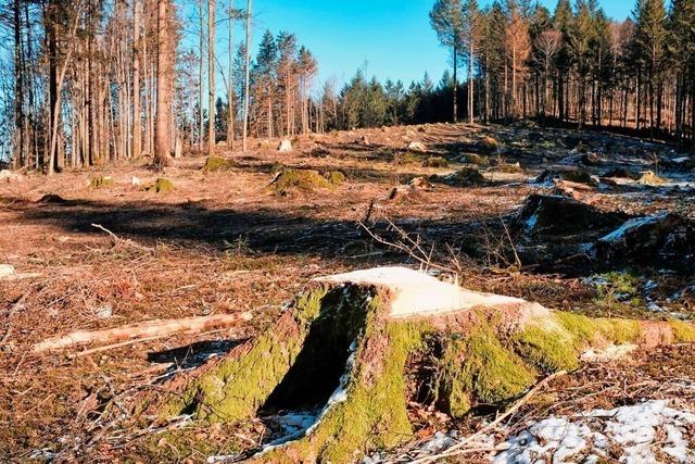 Gegner des Sirnitz-Windparks laden zu Wanderungen ein