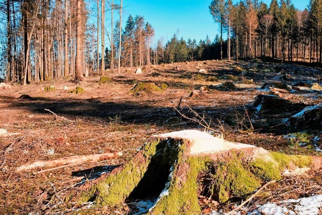 Die Rodungen fr den geplanten Windpark sind fast abgeschlossen.  | Foto: Birgit-Cathrin Duval