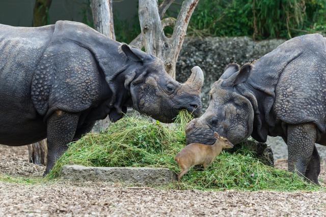 Mann klettert in die Nashornanlage des Basler Zoos