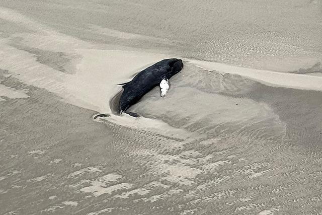 Toter Wal auf unbewohnter Nordseeinsel entdeckt