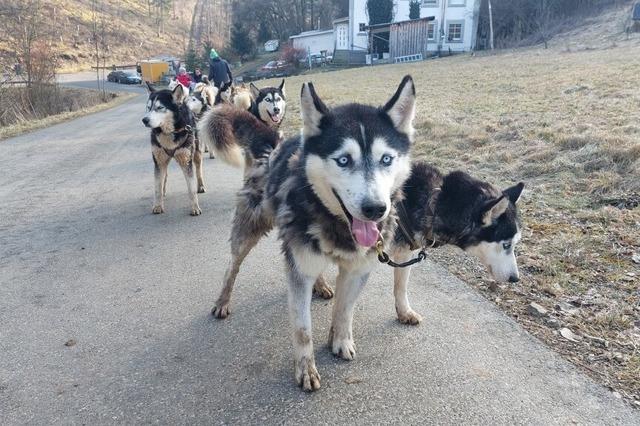 Die Huskys in Wutach ziehen auch ohne Schnee