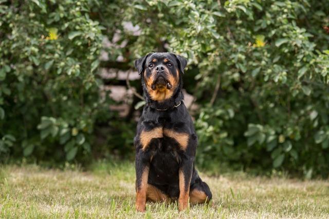 Ein Jahr nach dem Angriff auf eine Frau in Schallstadt: Rottweiler bleiben in Spezialeinrichtung