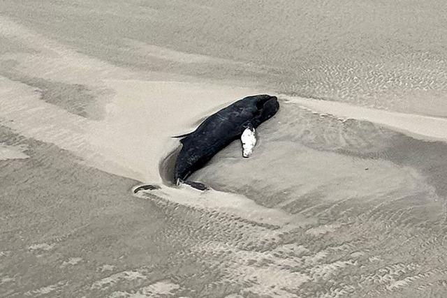 Toter Wal auf unbewohnter Nordseeinsel entdeckt