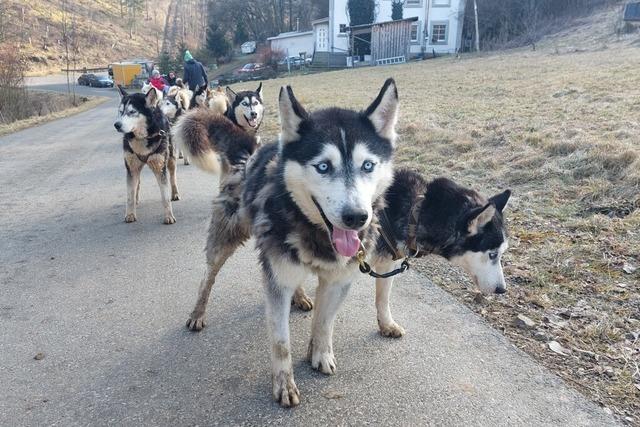 In Wutach gibt es Husky-Touren – und die brauchen nicht mal Schnee