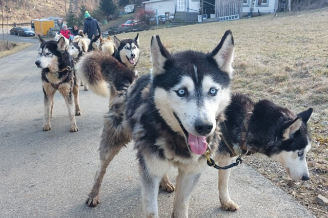 In Wutach gibt es Husky-Touren - und die brauchen nicht mal Schnee