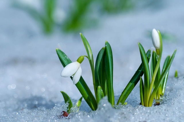 Schneeglckchen werden als die Frhboten des Frhlingsanfangs gesehen.  | Foto: haidamac (stock.adobe.com)