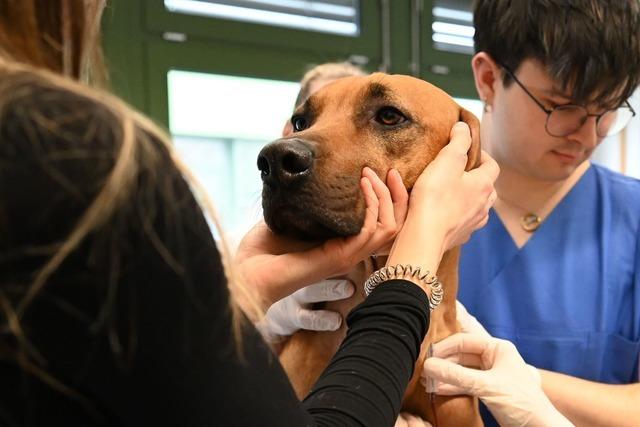 Blutspenden knnen Leben retten - auch bei Hunden