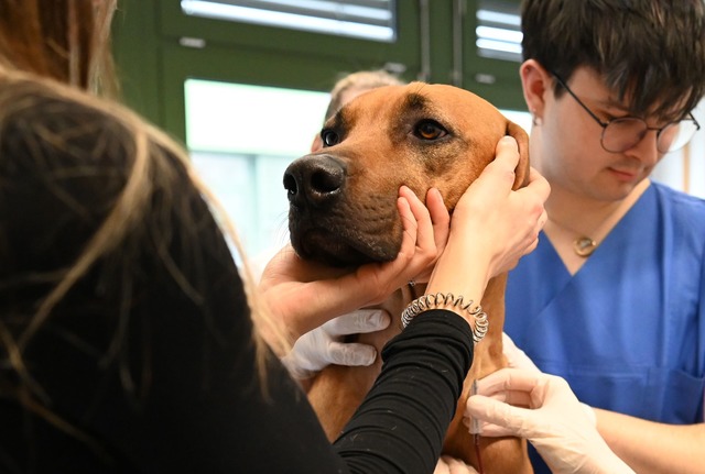 Nach der Spende gibts noch eine Packun...futter als Aufwandsentsch&auml;digung.  | Foto: Elisa Schu/dpa