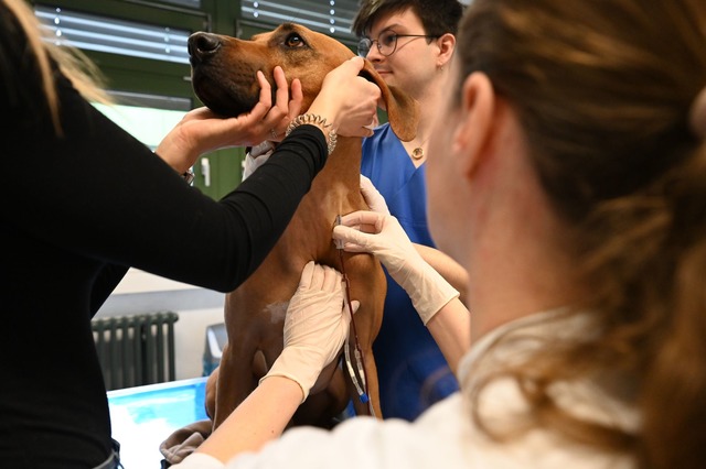 Je gr&ouml;&szlig;er der Hund, desto m...n. Sami spendet um die 300 Milliliter.  | Foto: Elisa Schu/dpa