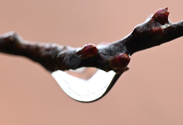 In der kommenden Woche wird es regnerisch. (Symbolbild)  | Foto: Bernd Wei&szlig;brod/dpa