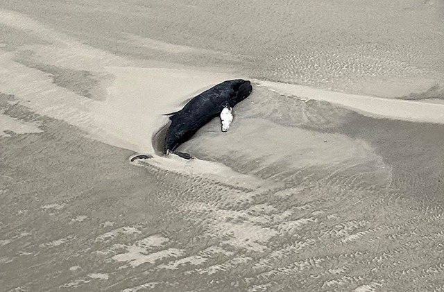 Der tote Buckelwal liegt im Sand in einer Senke.  | Foto: -/Citynewstv/dpa