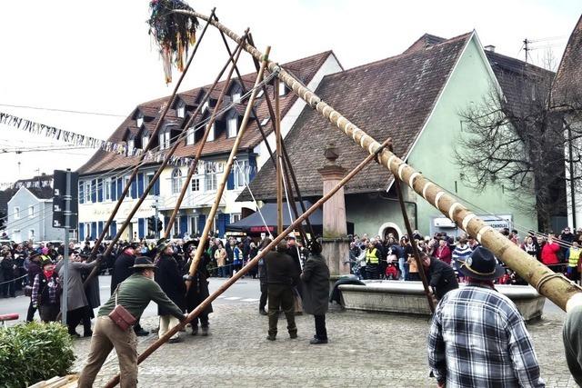 Der 23 Meter hohe Narrenbaum in Weil am Rhein wird nur mit Muskelkraft gestellt