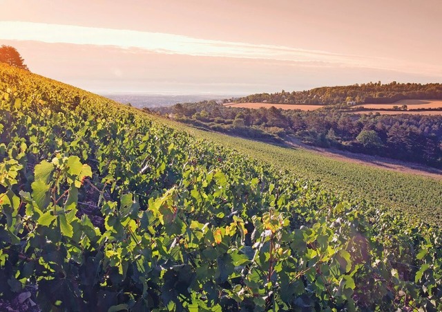 Erstklassige Weinbaugebiete: Das Burgund ist ein Mekka fr Genieer  | Foto: Ville de Dijon