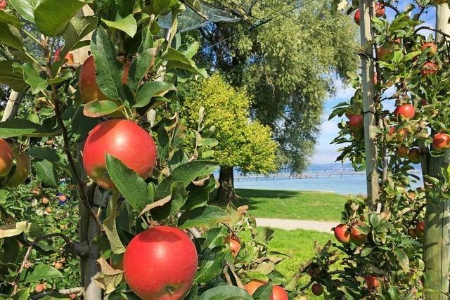 Unternehmen Sie eine Obstblten-Rundfahrt durch die Schweiz