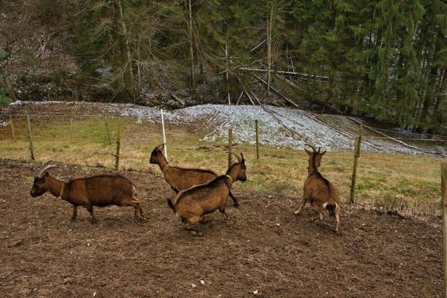 Verein der Geienhalter im Kandertal frchtet das Aus