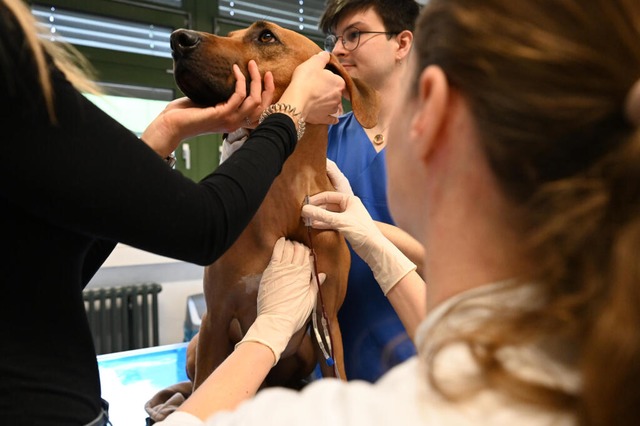 Einem Hund wird in der Klein- und Heim...einem Blutspendetermin Blut entnommen.  | Foto: Elisa Schu (dpa)