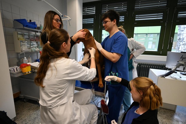 Einem Hund wird in der Klein- und Heim...einem Blutspendetermin Blut entnommen.  | Foto: Elisa Schu (dpa)