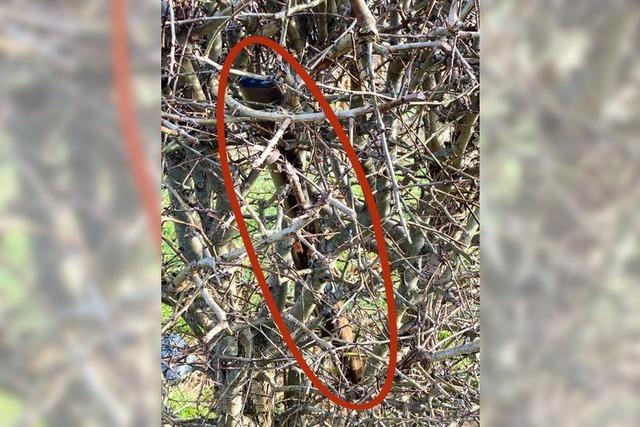 Waffenteil in Eichstetter Supermarkt-Hecke entdeckt