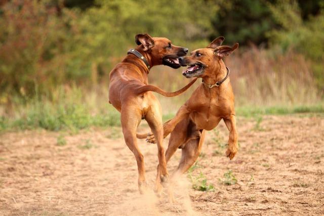 Weit verbreitete Hundephobie: "Hunde aktivieren eine uralte Angst", erklrt eine Expertin