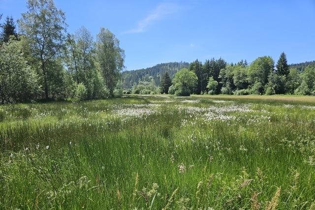 Land kauft kologisch wertvolle Gebiete in der Nhe von Titisee – und will Natur so besser schtzen