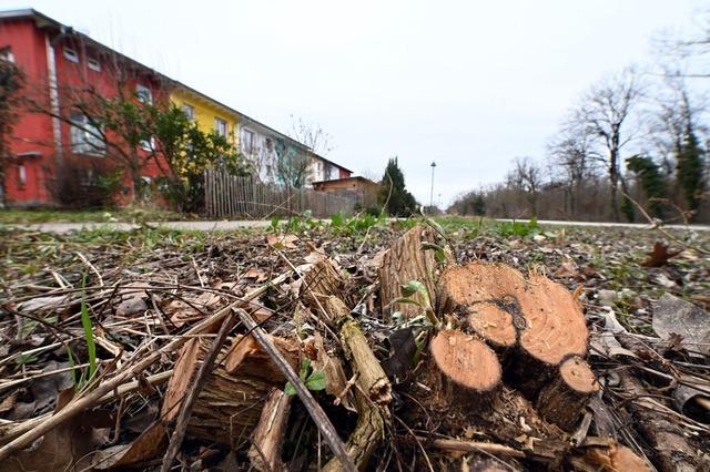 Freiburgs Stadtverwaltung entschuldigt sich nach Kahlschlag