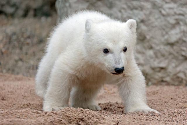 So lange bleibt das Eisbrbaby noch abgeschottet