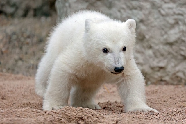 Der Kleine hat noch keinen Namen. (Archivbild)  | Foto: Timo Deible/Zoo Karlsruhe/dpa