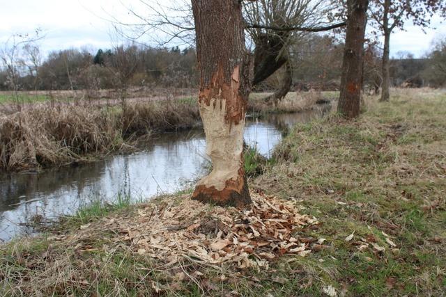 Schlechte Wege und gefrige Nager: Die Sorgen der Nimburger Landwirte