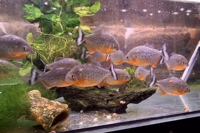 Der Piranha-Nachwuchs auf dem Freiburger Mundenhof ist eine kleine Sensation