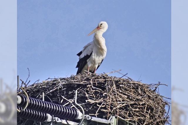 Zurck im Nest