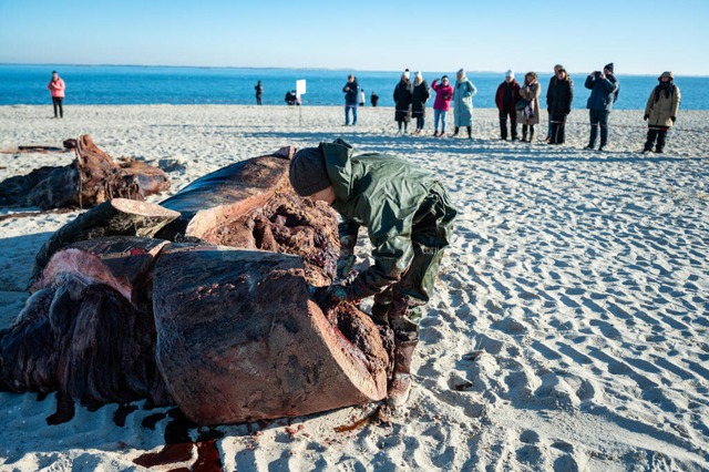 Der Wal wurde auf Sylt geborgen.  | Foto: Jonas Walzberg (dpa)