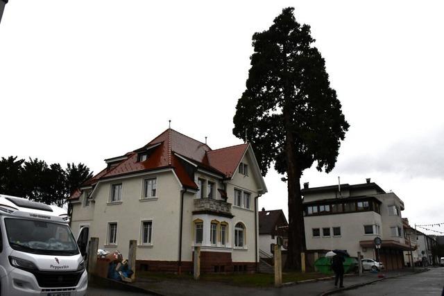 Kein Naturdenkmal: Mammutbaum in Grenzach-Wyhlen soll schon am Freitag gefllt werden